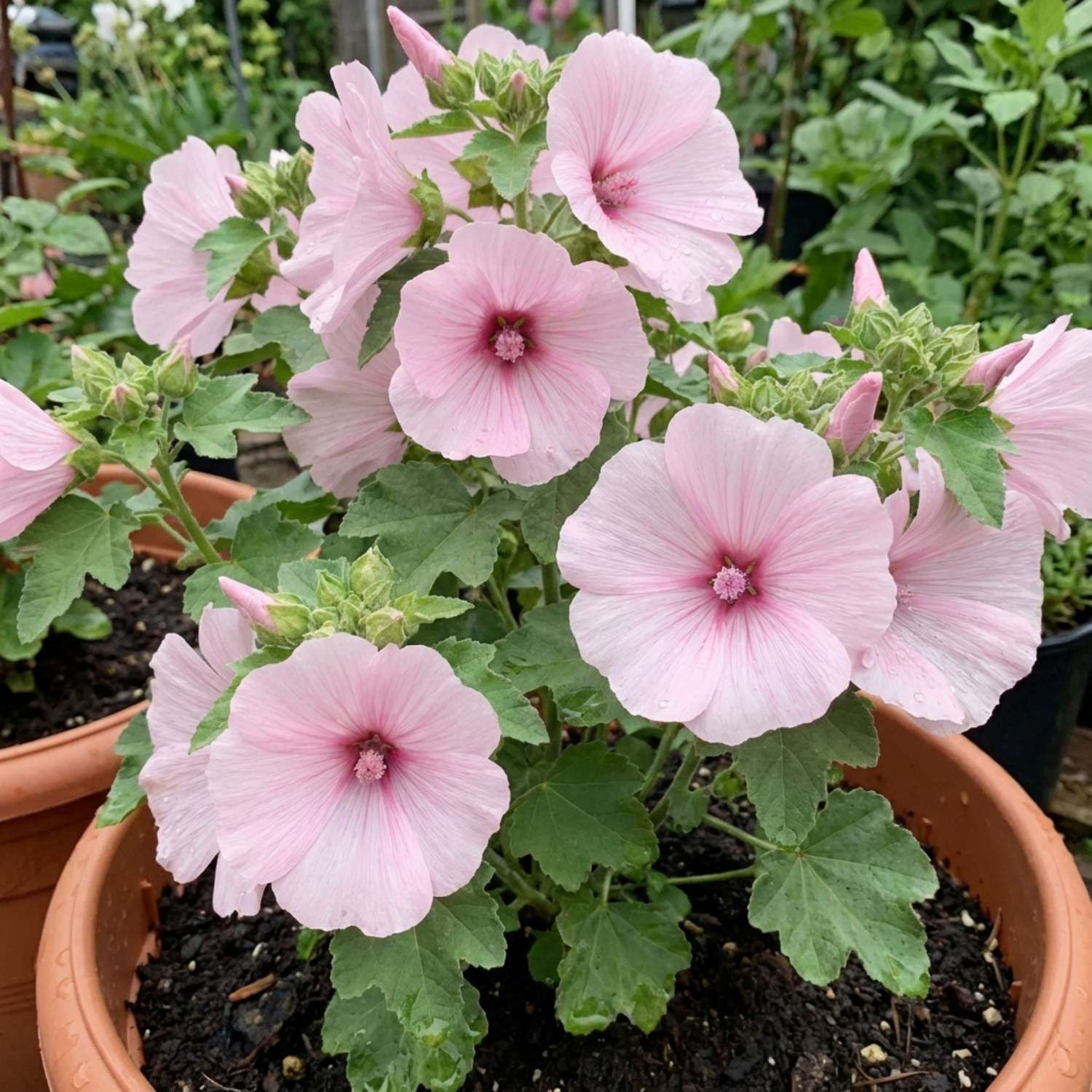 1 Lavatera Barnsley Baby Hardy Mallow Plant, Outdoor Garden Ready Flowering Shrub, 17cm Root-Ball