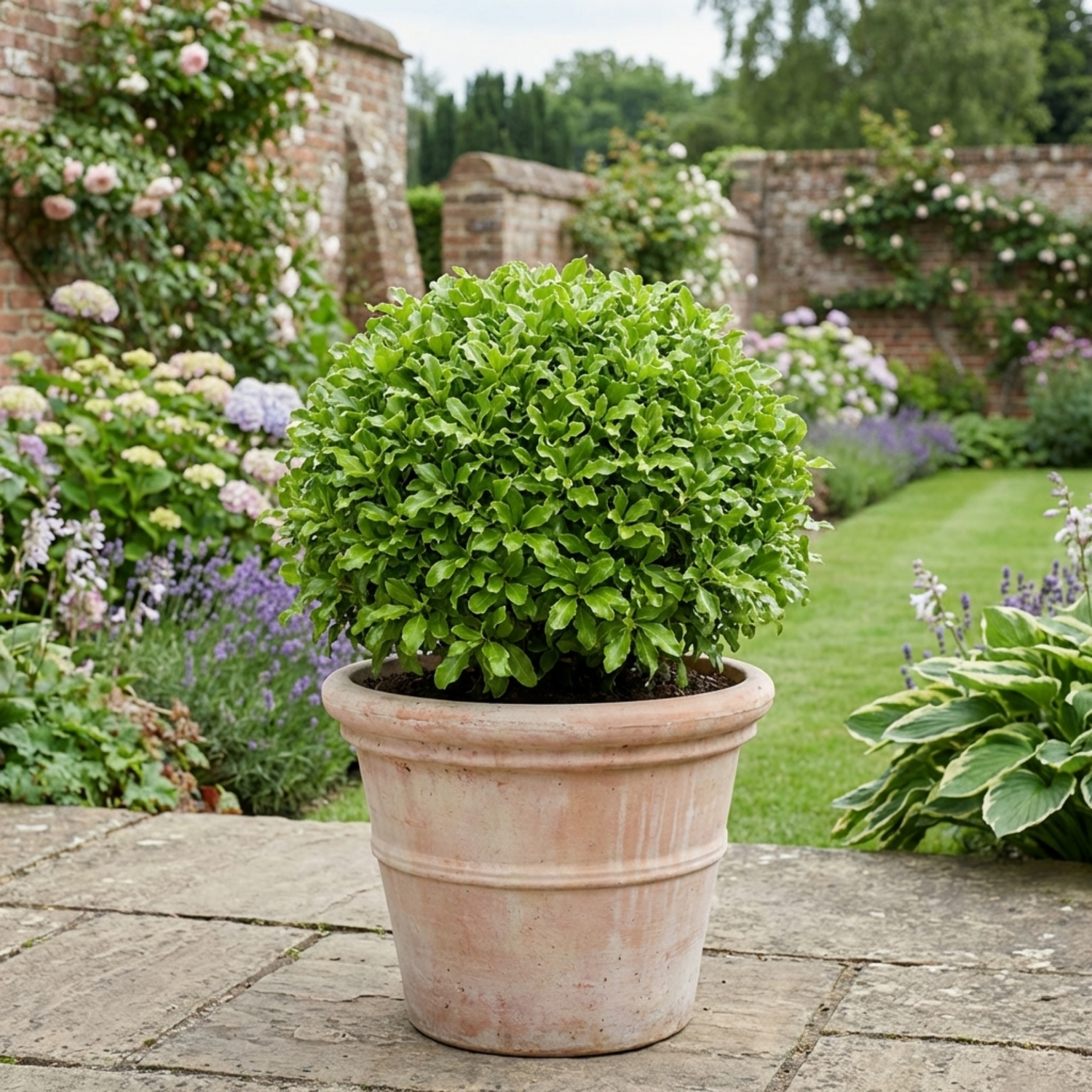 1 Pittosporum Golf Ball Evergreen Shrub, Hardy Low Maintenance Outdoor Garden Plant, 3 Litre Root-Ball