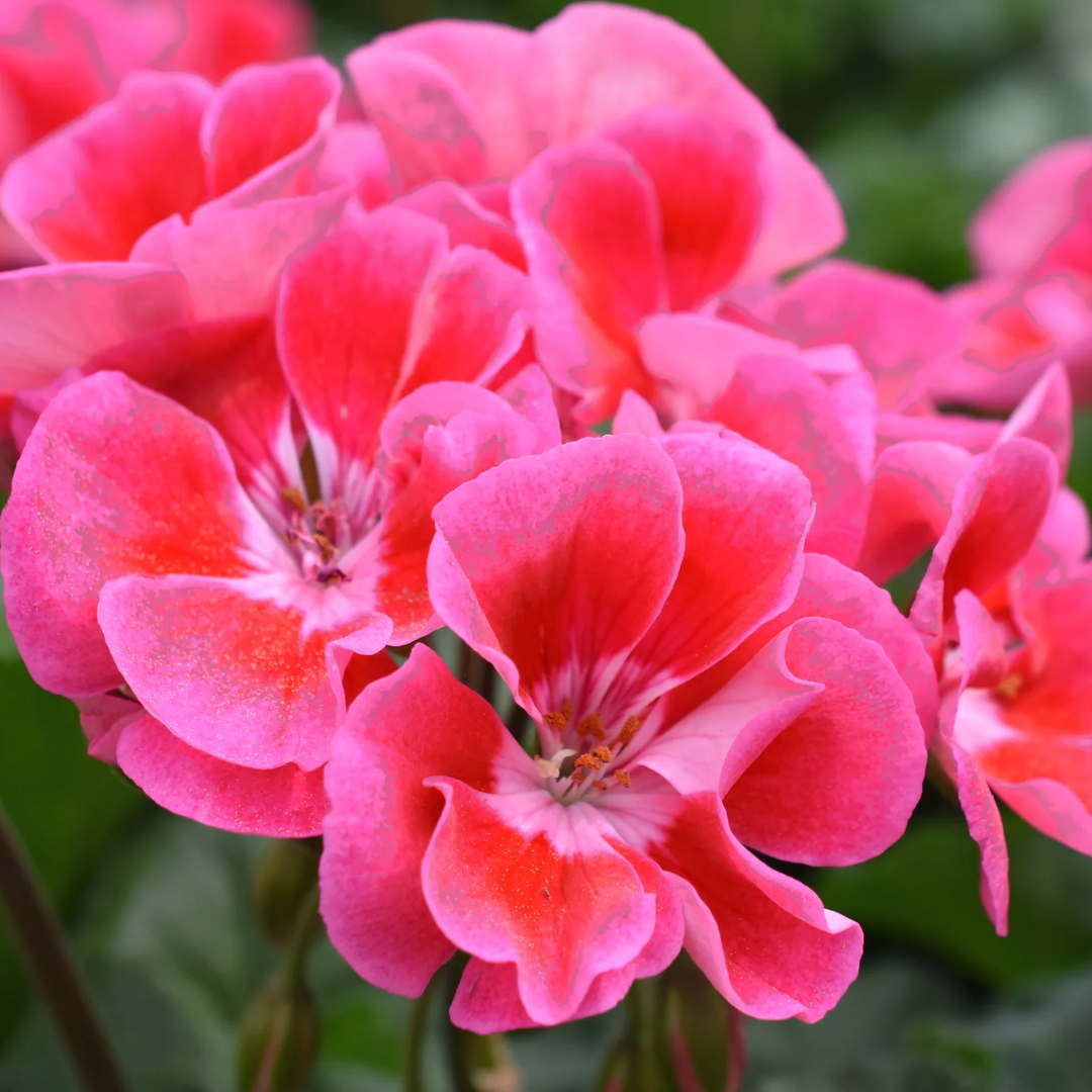 Set of 3 or 6 Large Plants - Pelargonium Toscana Castello Tammo / Smart Nina, Ready To Plant