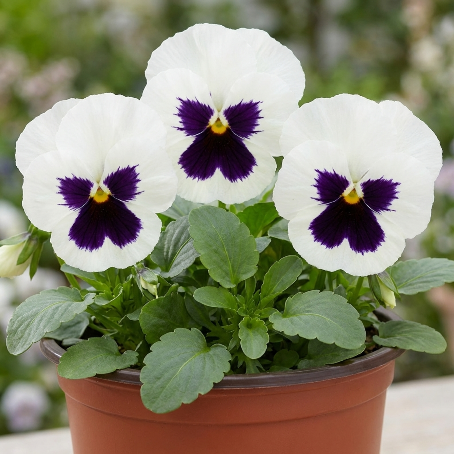 3 Pansy White with Blotch Plants, Hardy Spring & Autumn Flowering Bedding, 3 Litre Root Ball