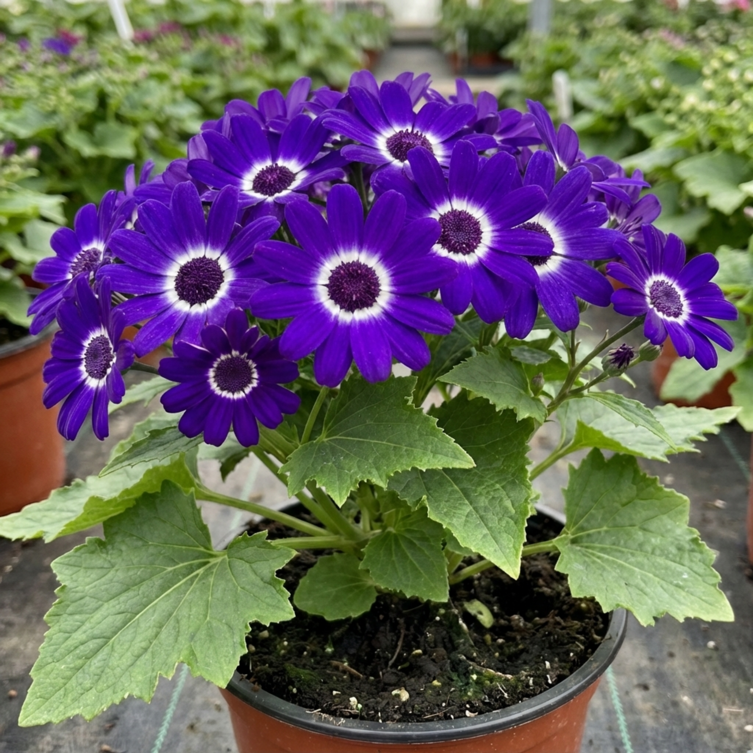 1 Senetti Violet Pericallis Plant, Colourful Outdoor Summer Bedding Flower, Garden Ready, 17cm Root-Ball