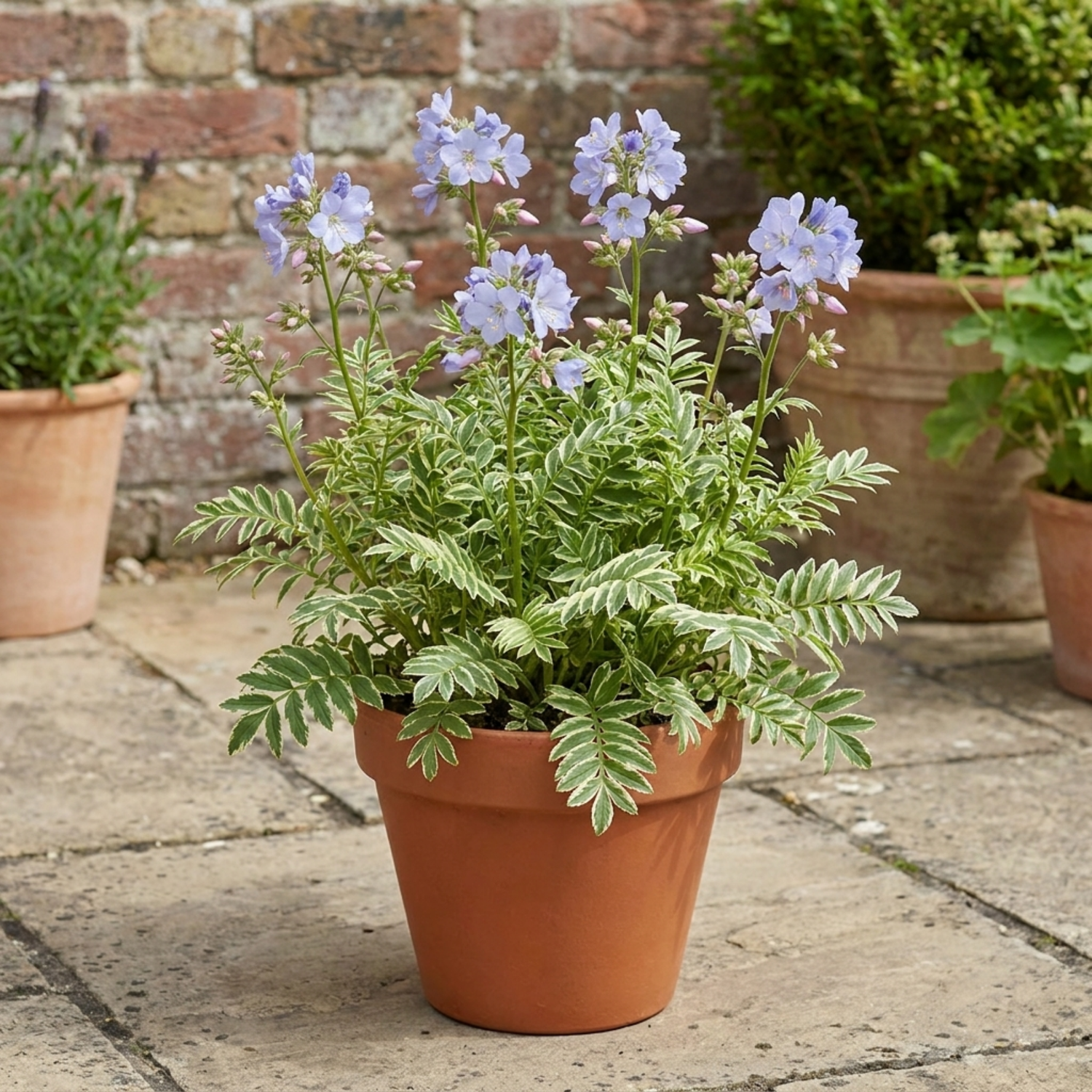 1 Polemonium Touch of Class Jacobs Ladder Plant, Hardy Variegated Cottage Garden Perennial, 3L Root Ball