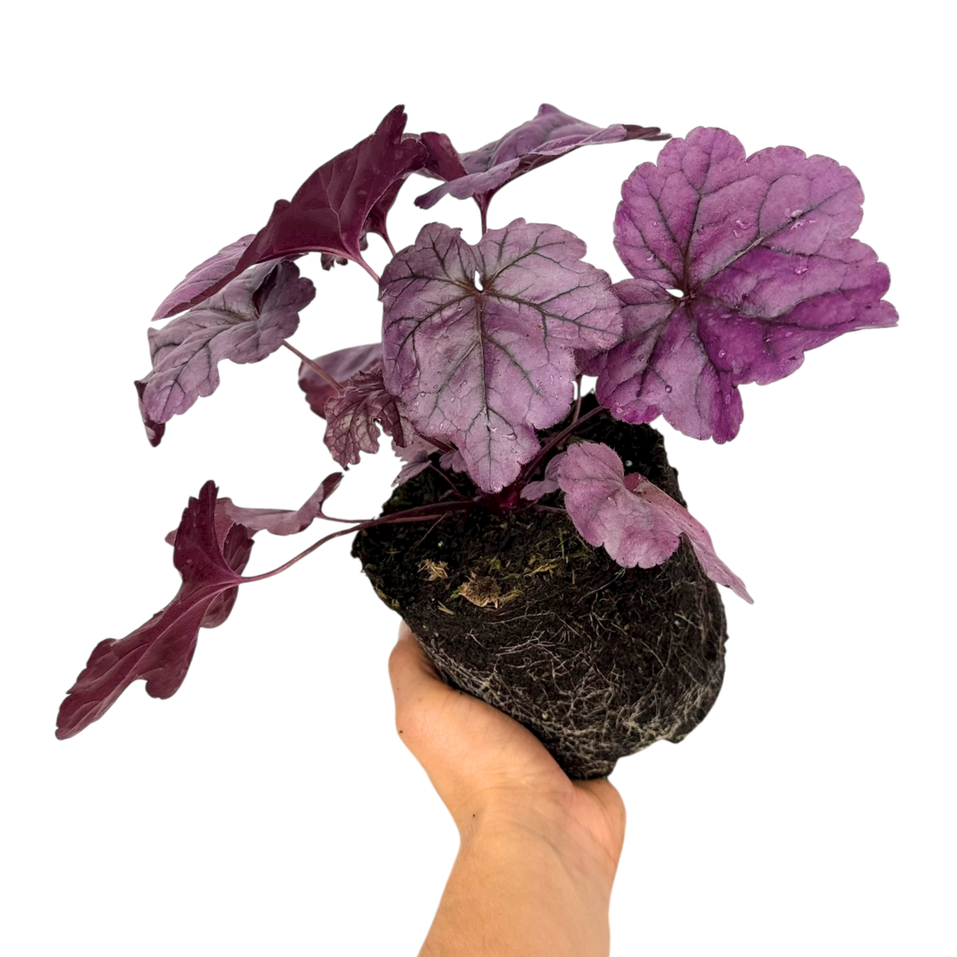 Heuchera Wildberry