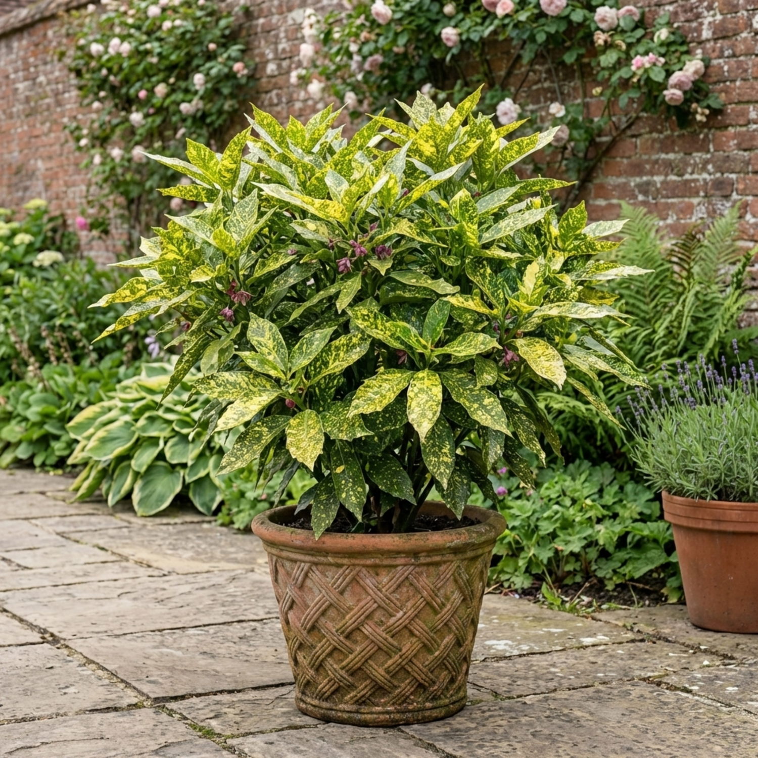1 Aucuba Japonica Crotonifolia Spotted Laurel, Hardy Evergreen Garden Shrub, 2 Litre Root-Ball