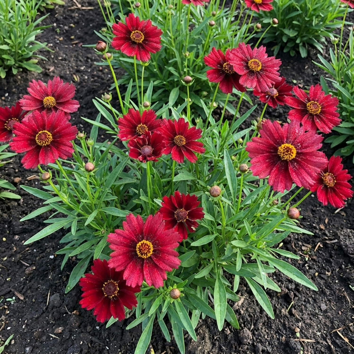 Set of 3 or 6 Coreopsis Uptick Red Hardy Perennial Plants, Bee Friendly Summer Flowering Tickseed, 1 Litre Root Ball