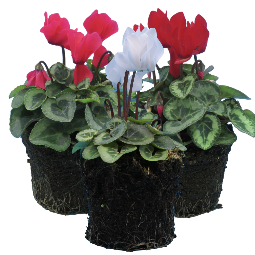 Cyclamen Flame Dark Red 10.5cm