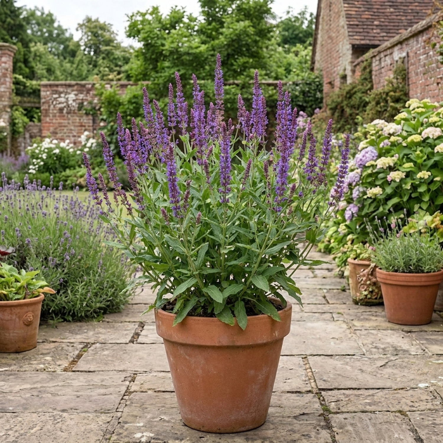 1 Salvia East Friesland Perennial Plant, Bee Friendly Purple Flowers, Garden Ready, 17cm/2L Root Ball