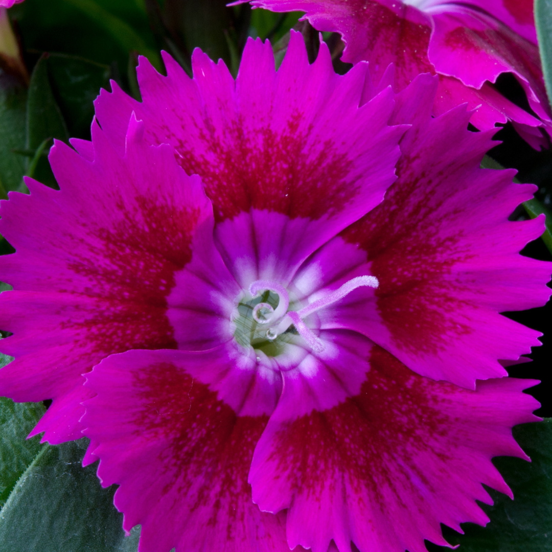 Dianthus Violet
