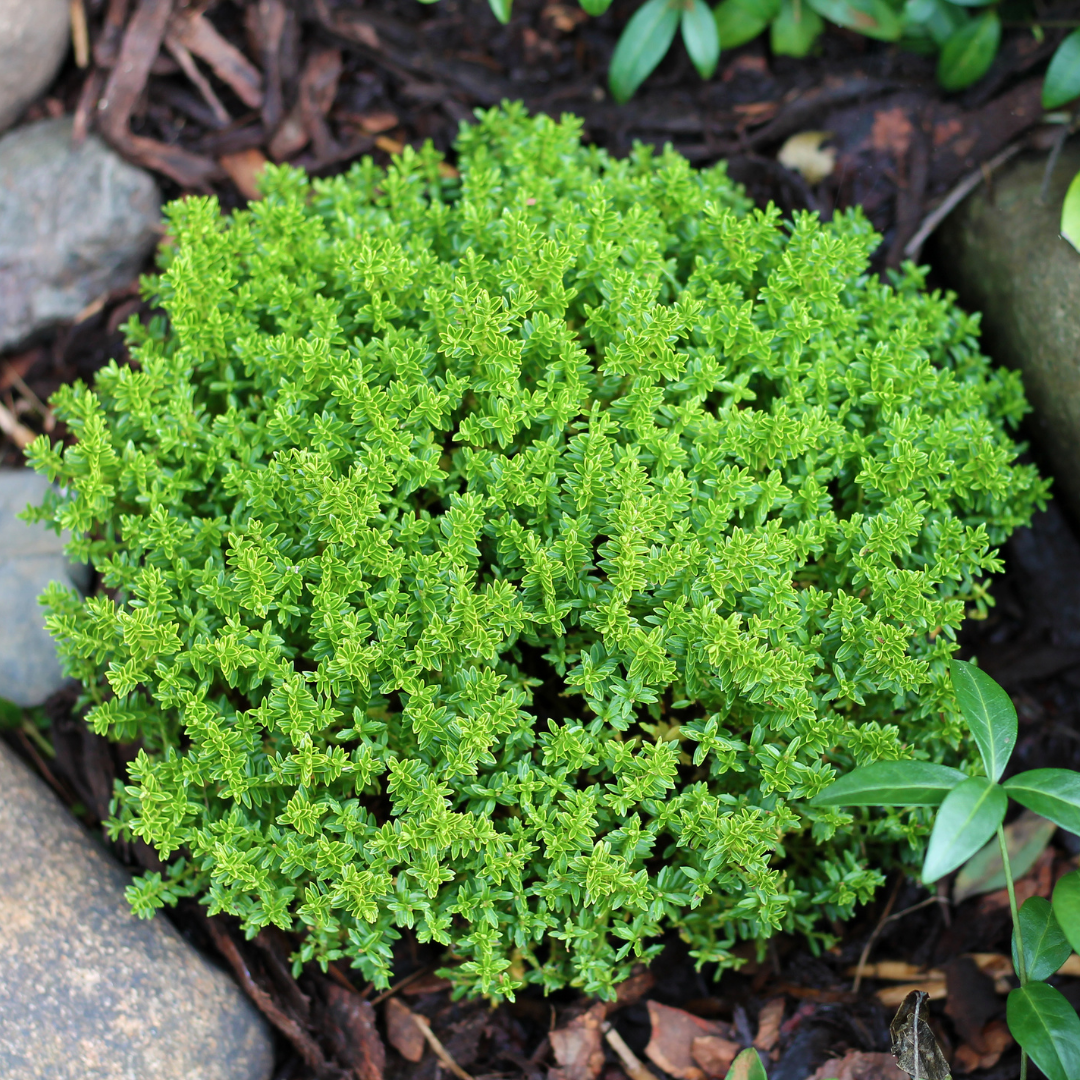 Hebe Green Globe