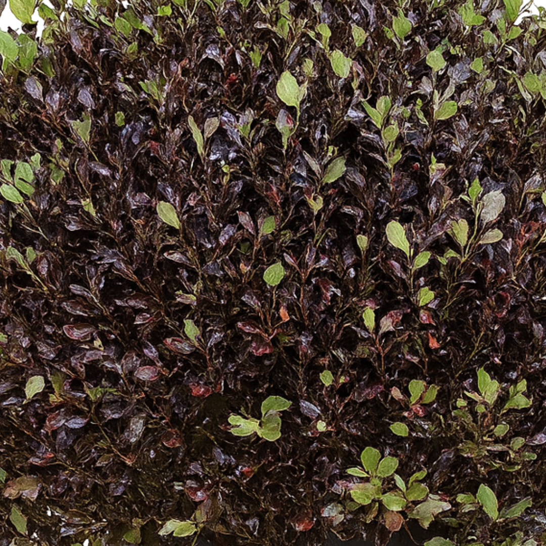 Pittosporum Tom Thumb