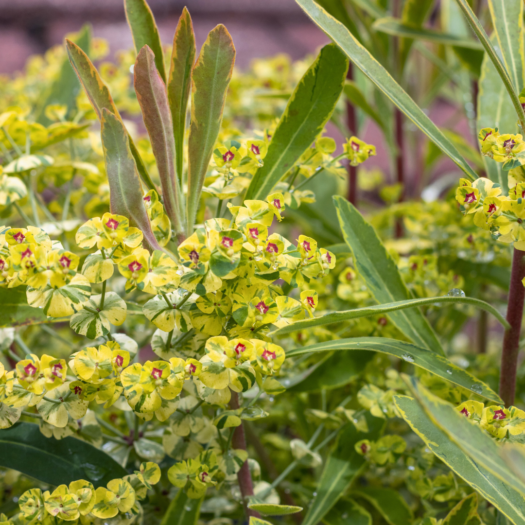 Euphorbia Ascot Rainbow