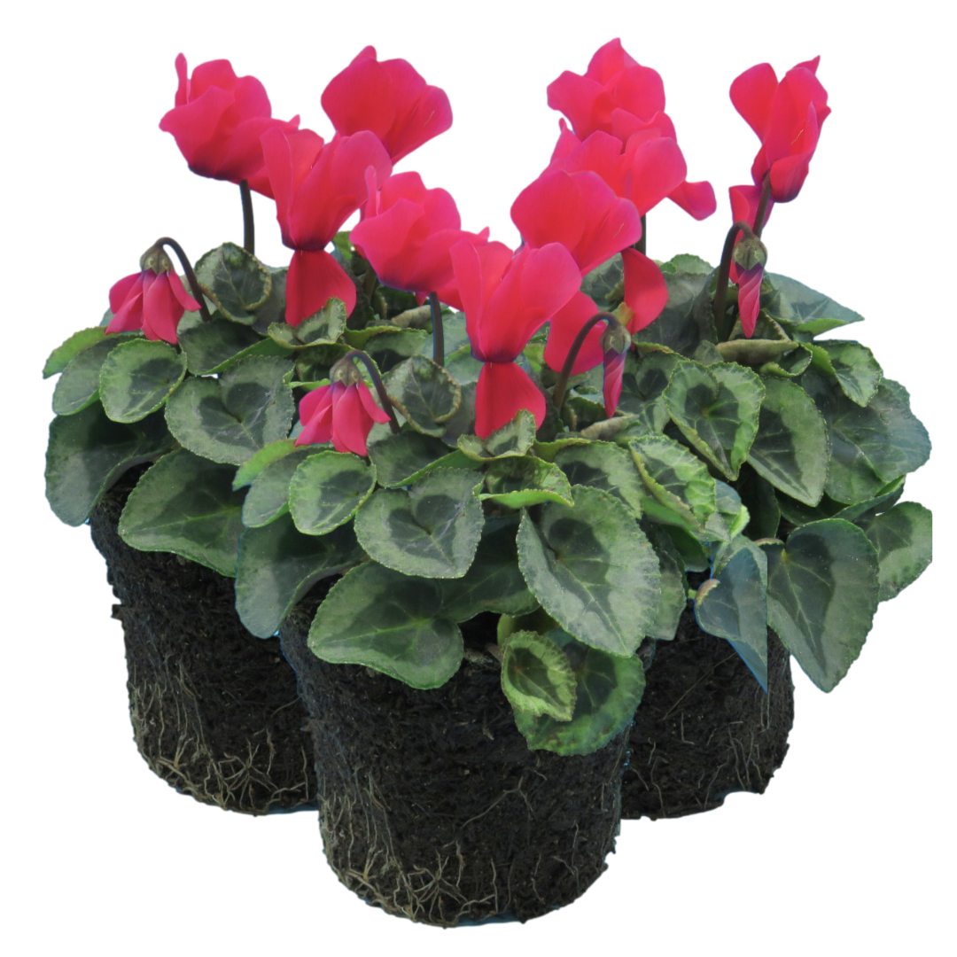Cyclamen Silver Leaf Salmon 10.5cm