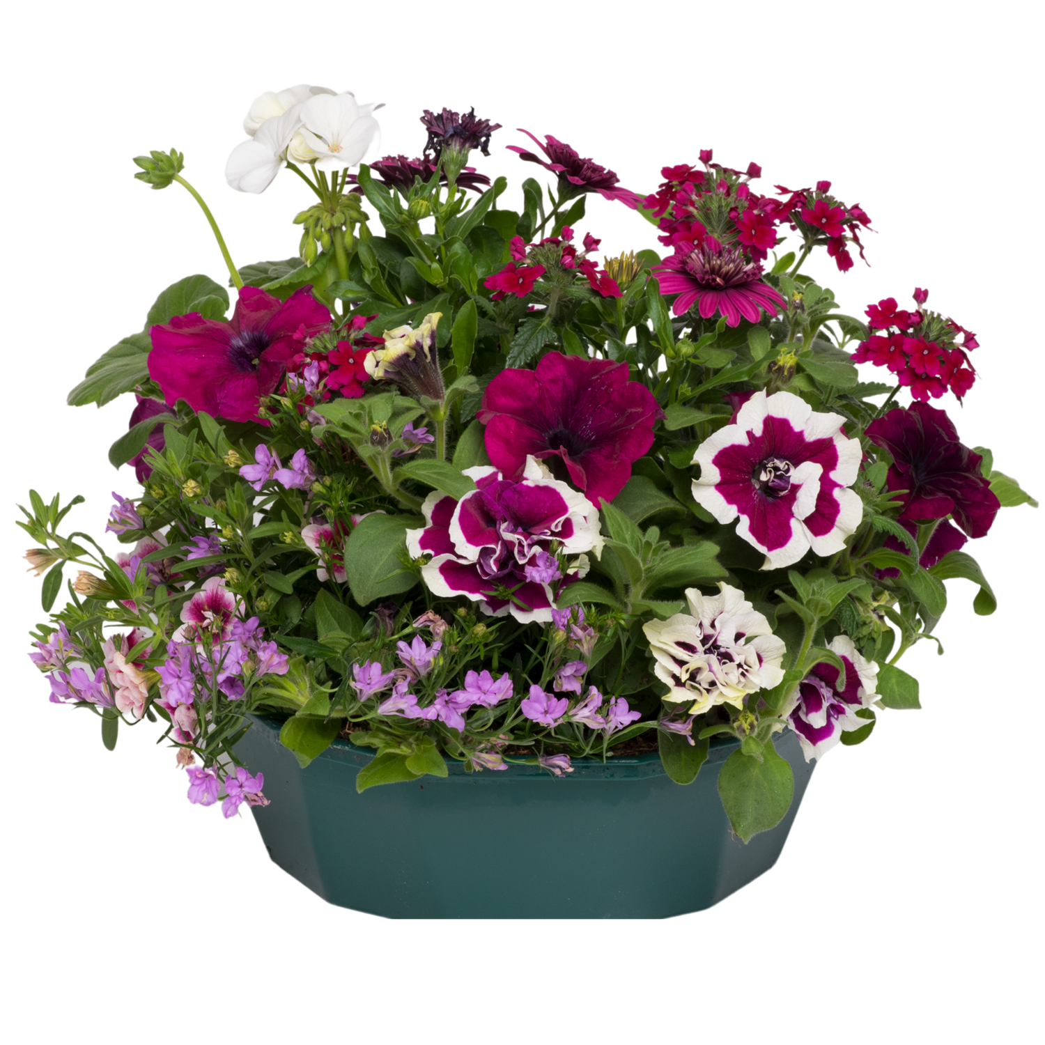 7 Colour Coordinated Plants - Berry Swirl Theme Speedplanter, Garden Ready