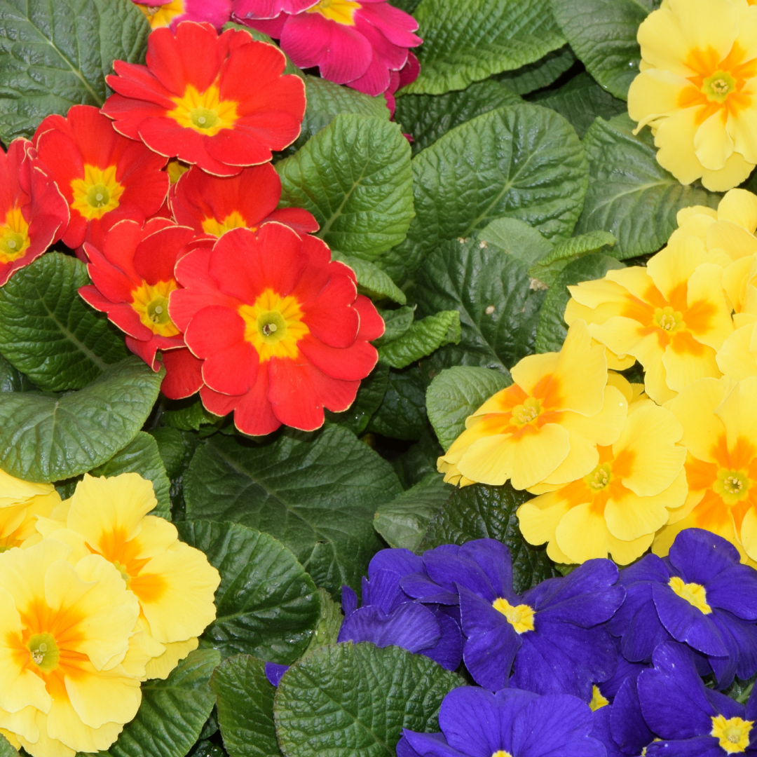Primrose Growers Selection