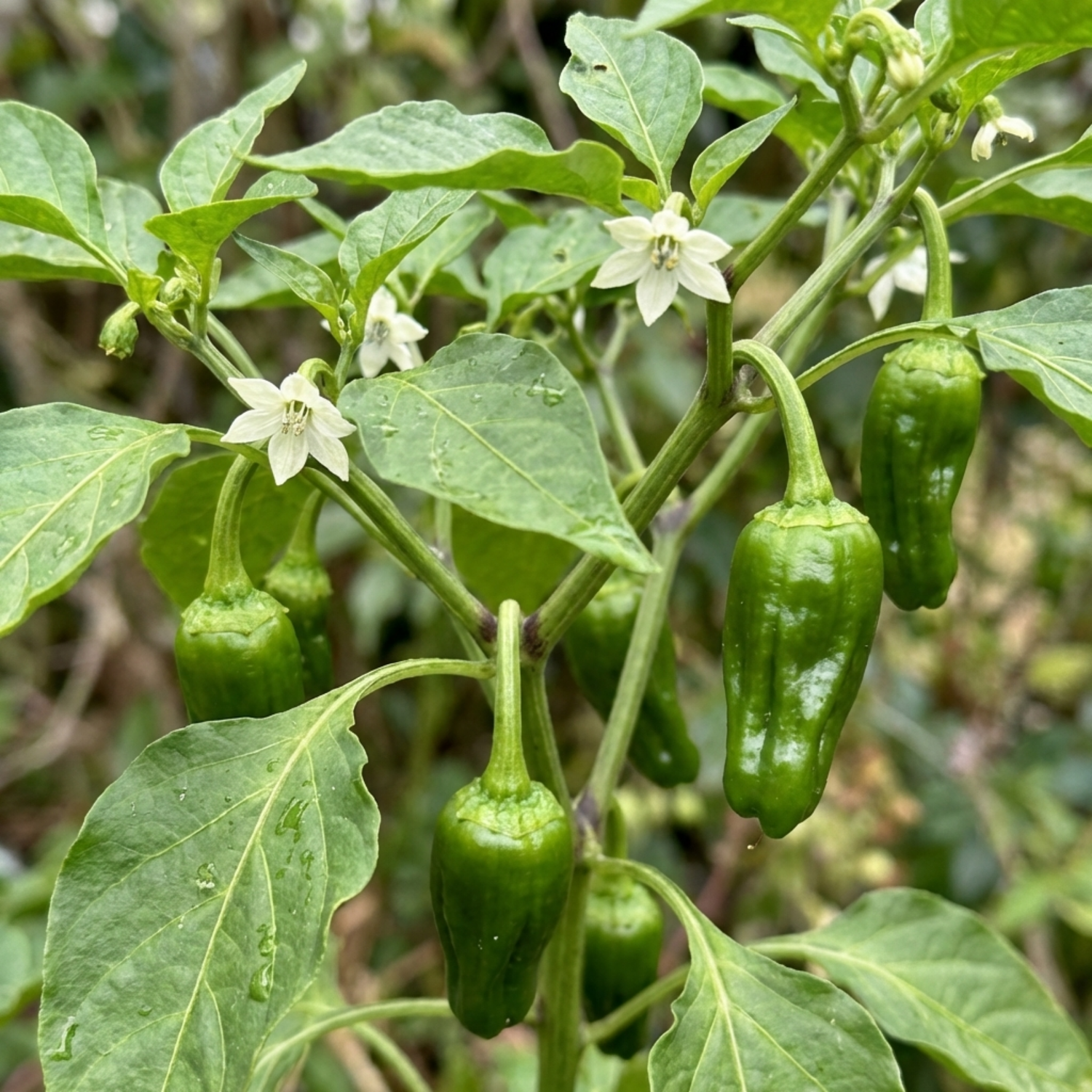 Set of 3 or 6 Large Chilli Pepper Plants - Padron Variety, Ready to Plant in Your Garden