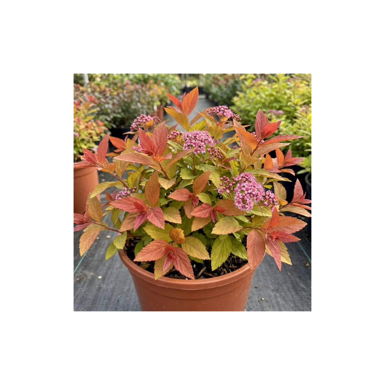 1 Spiraea Goldflame Plant, Hardy Japanese Spirea Flowering Shrub, Garden Ready, 17cm Root-Ball