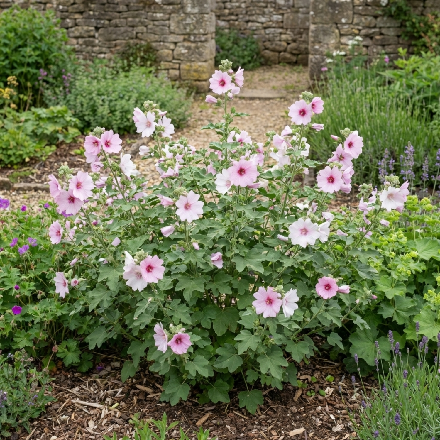 1 Lavatera Barnsley Baby Hardy Mallow Plant, Outdoor Garden Ready Flowering Shrub, 17cm Root-Ball