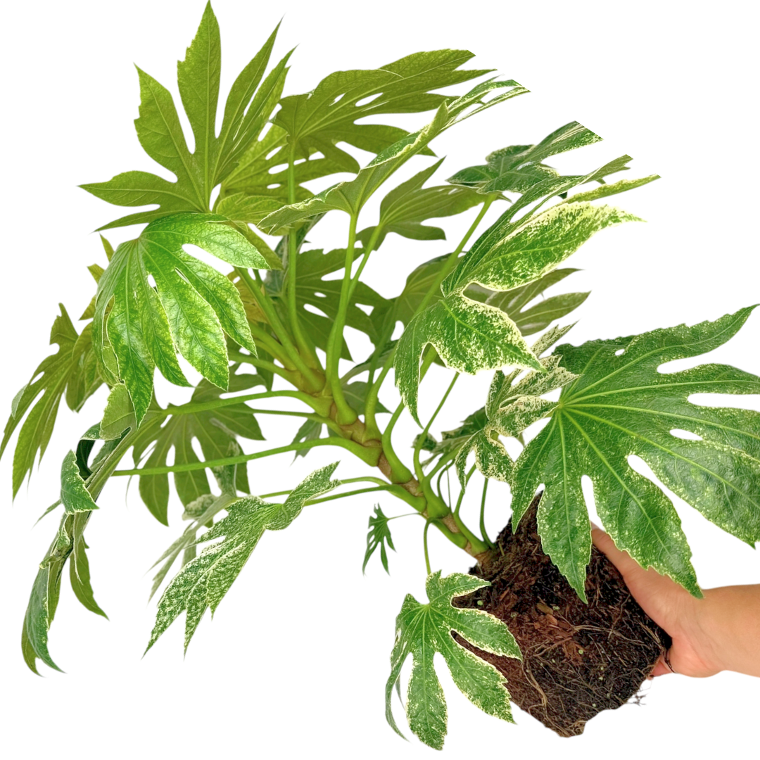 Fatsia Spiders Web