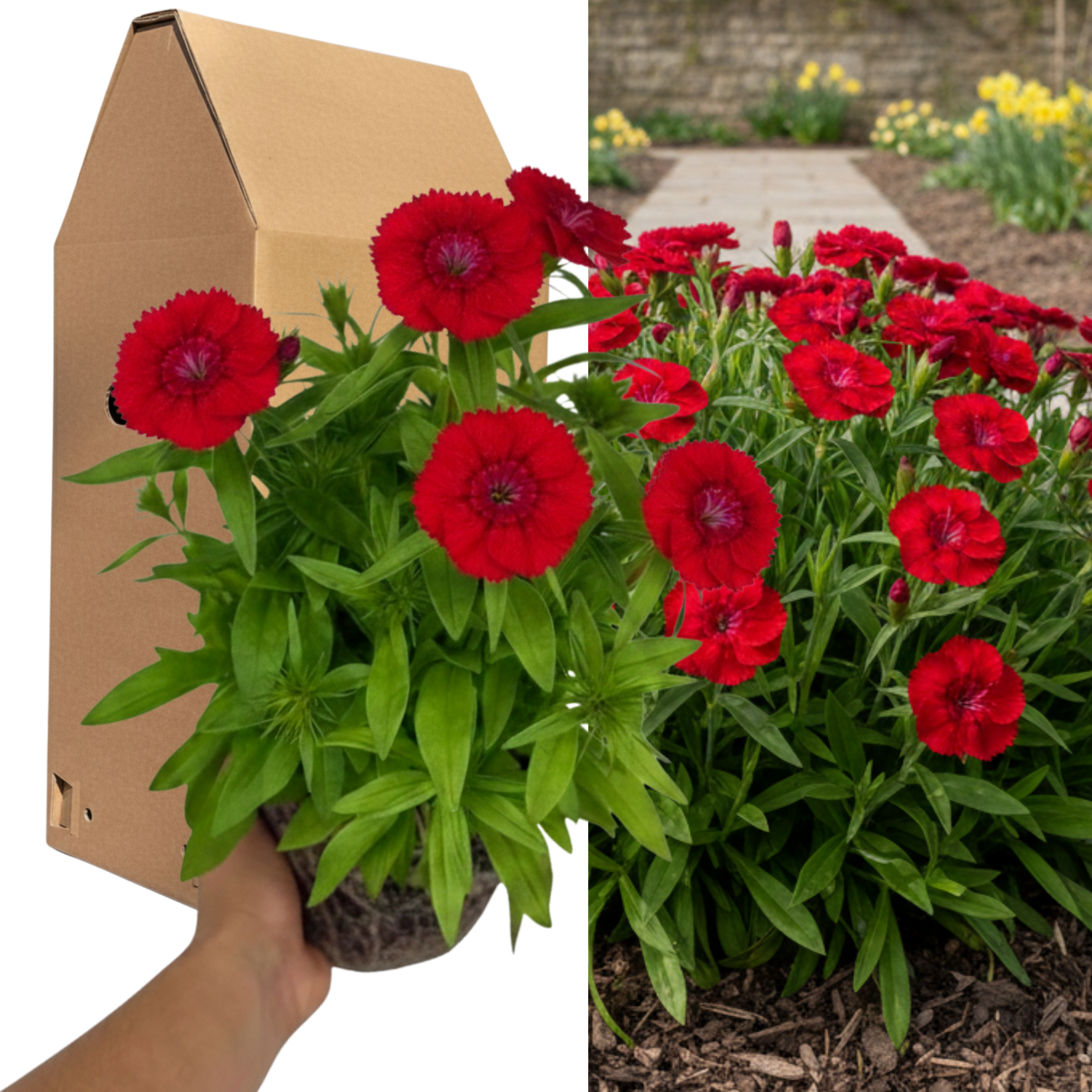 1 Large Plant - Dianthus Dart Scarlet, Ready to Plant in Your Garden, 2L Pot