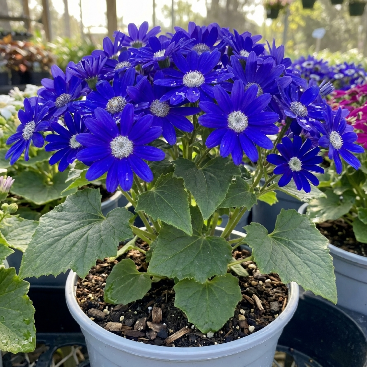 1 Senetti Kobalt Blue Pericallis Daisy Plant, Vibrant Outdoor Summer Bedding, 17cm Root Ball