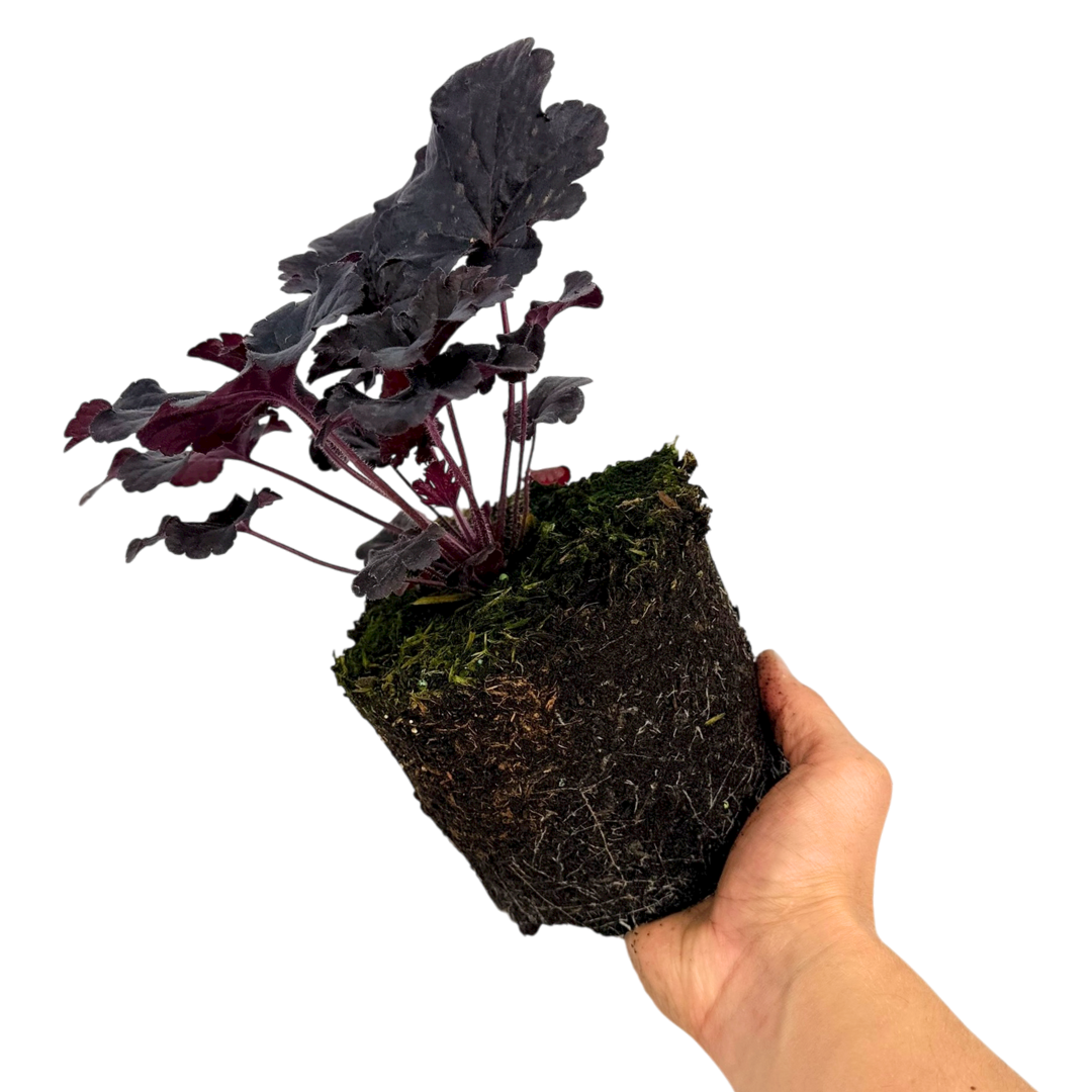 Heuchera Obsidian