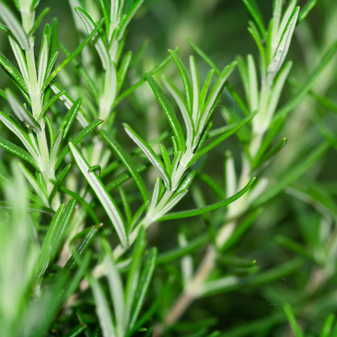 Rosemary Mix