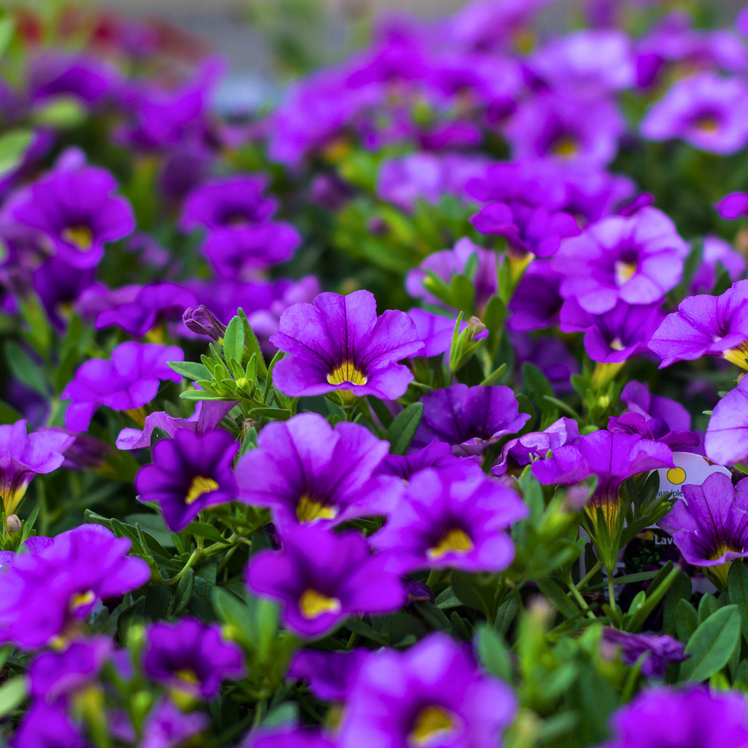 Set of 3 or 6 Large Plants - Calibrachoa Cabaret Early Blue, Outdoor Garden Ready