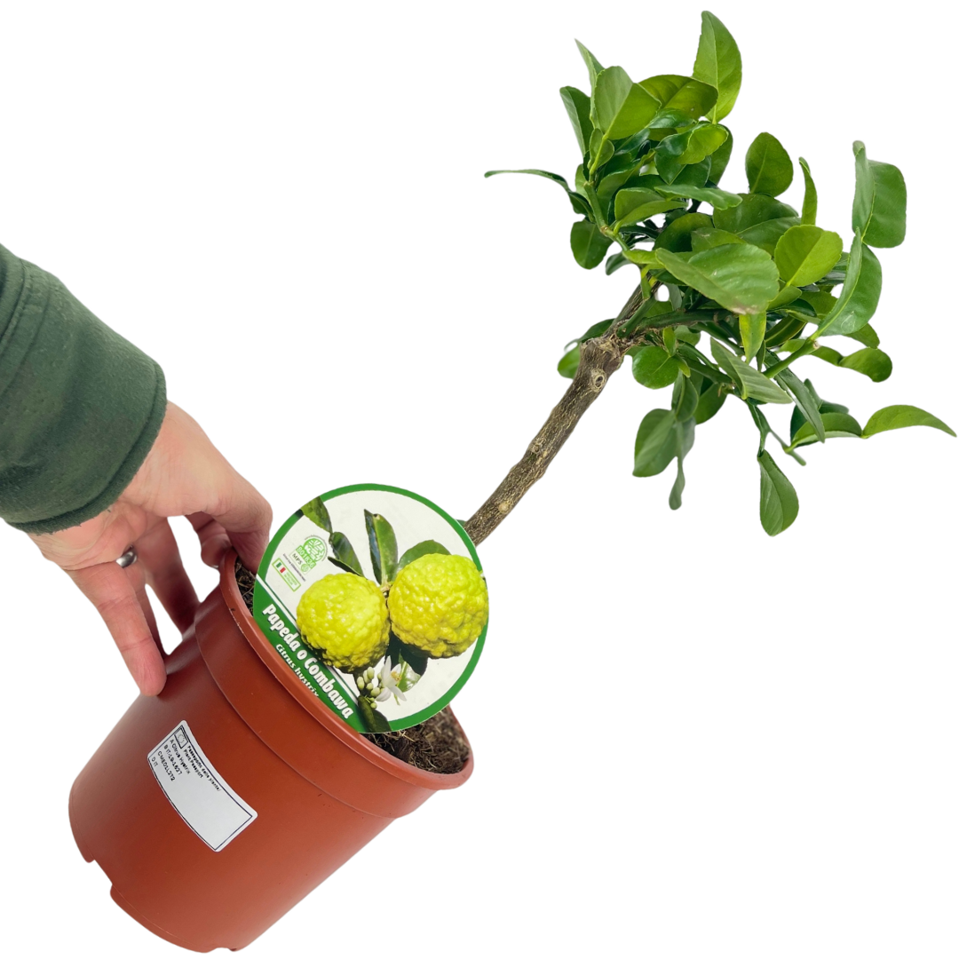 Mini Keffir Lime