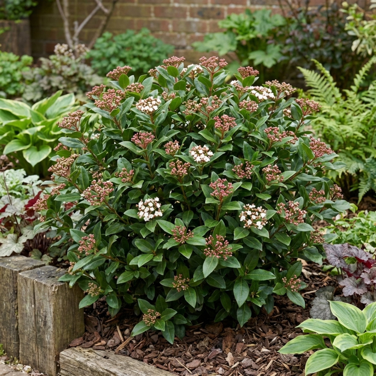 1 Viburnum Tinus Evergreen Hedge Plant, Hardy Outdoor Garden Ready, 7.5L Root Ball