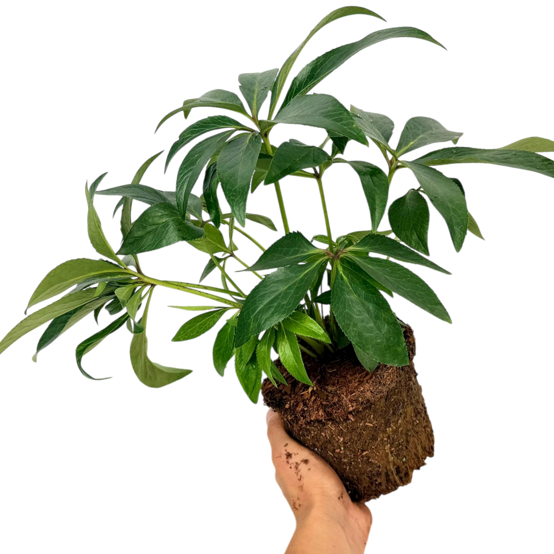 1 Large Plant - Hellebore Foetidus, Ready to Plant in Your Garden, 2L Pot