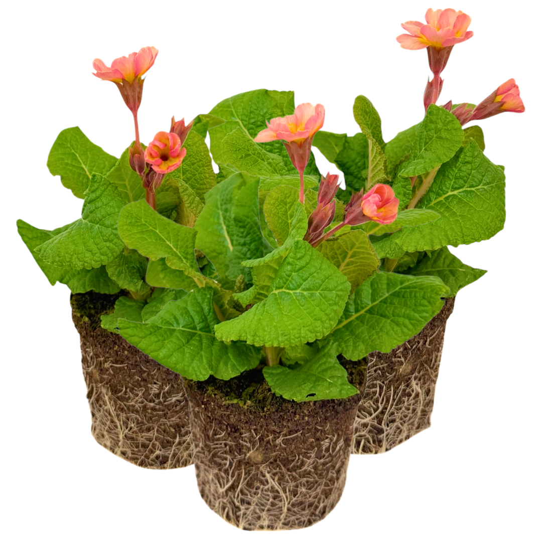 Polyanthus Stella Champagne