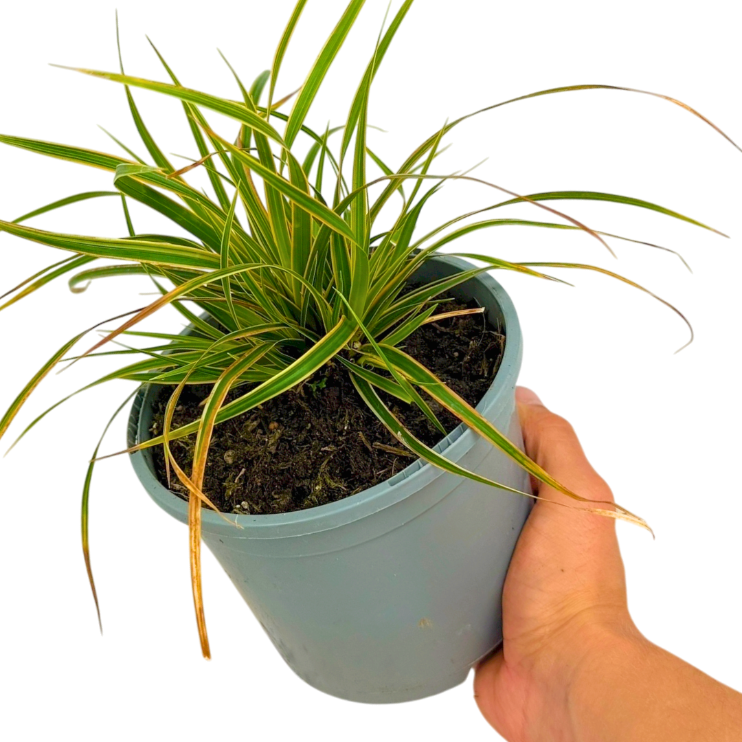 Carex Everglow