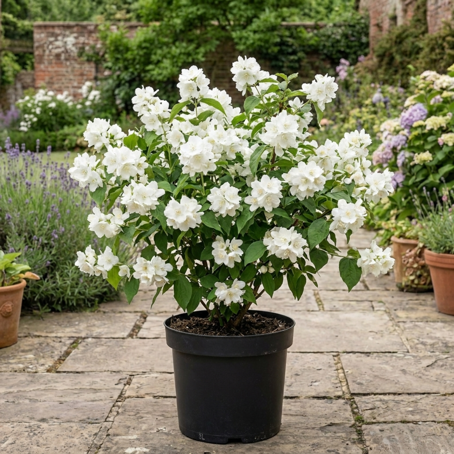 1 Philadelphus Snowbelle Mock Orange Plant, Fragrant Hardy White Flowering Garden Shrub, 3L Root-Ball