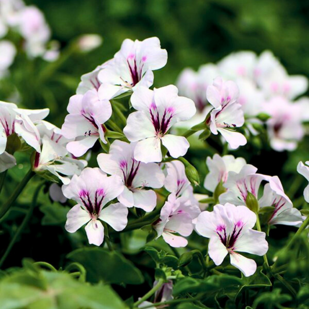Geranium Tornado White