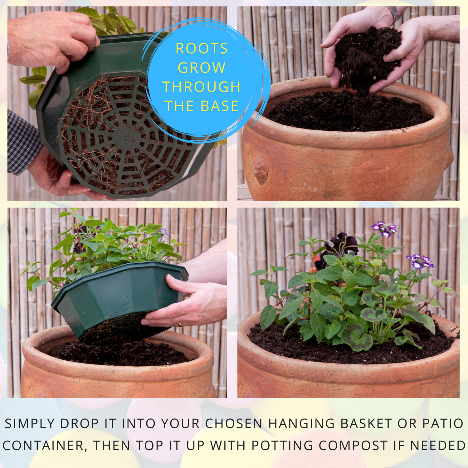 7 Colour Coordinated Plants - Berry Swirl Theme Speedplanter, Garden Ready