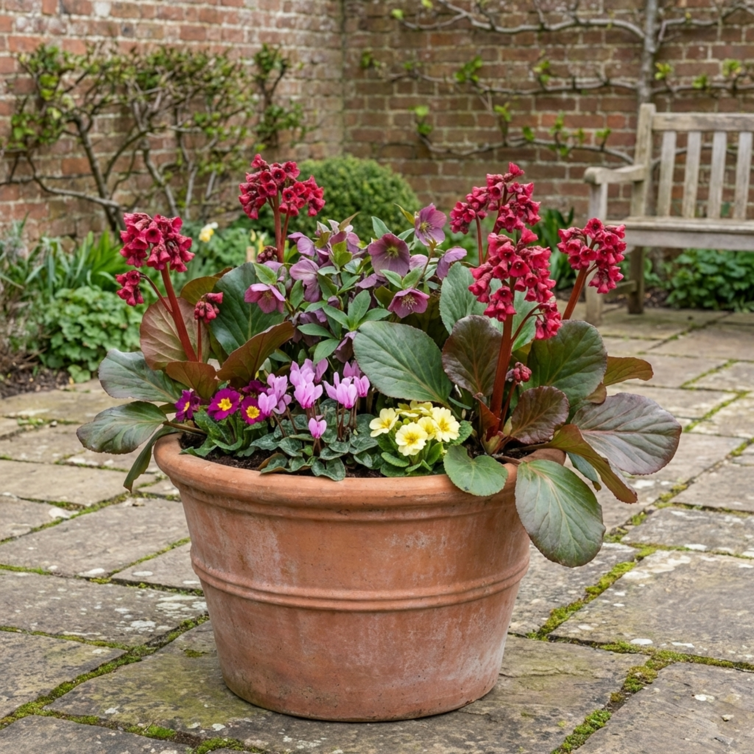 Set of 3 or 6 Bergenia Rotblum Hardy Evergreen Perennial Plants, Pink Flowering Ground Cover, Outdoor Garden Ready, 1 Litre Root-Ball