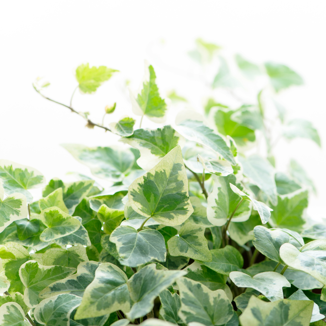 Hedera Helix Gold Variegated