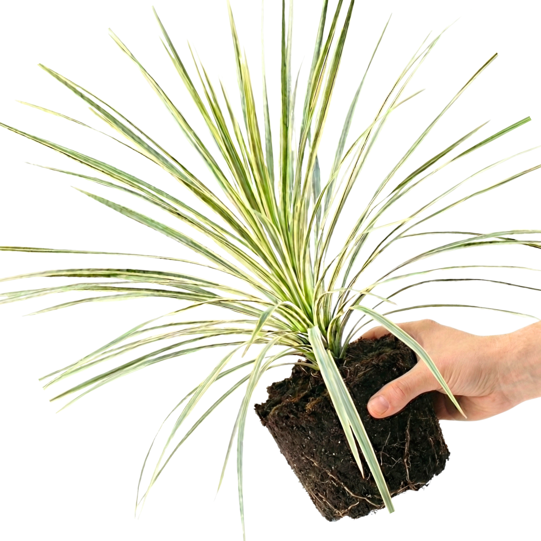 1 Large Plant - Astelia Silver Spear, Ready to Plant in Your Garden, 3L Rootball