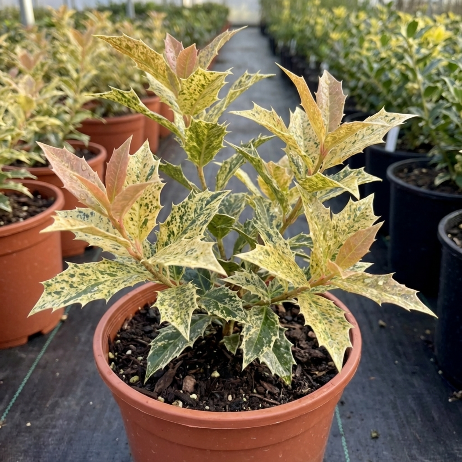 1 Osmanthus Goshiki Variegated Evergreen Shrub, Hardy Outdoor Garden Ready, 19cm Root-Ball