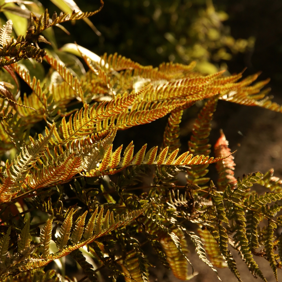 Alpine Wood Fern Dryopteris Wallichiana/Jurassic Gold