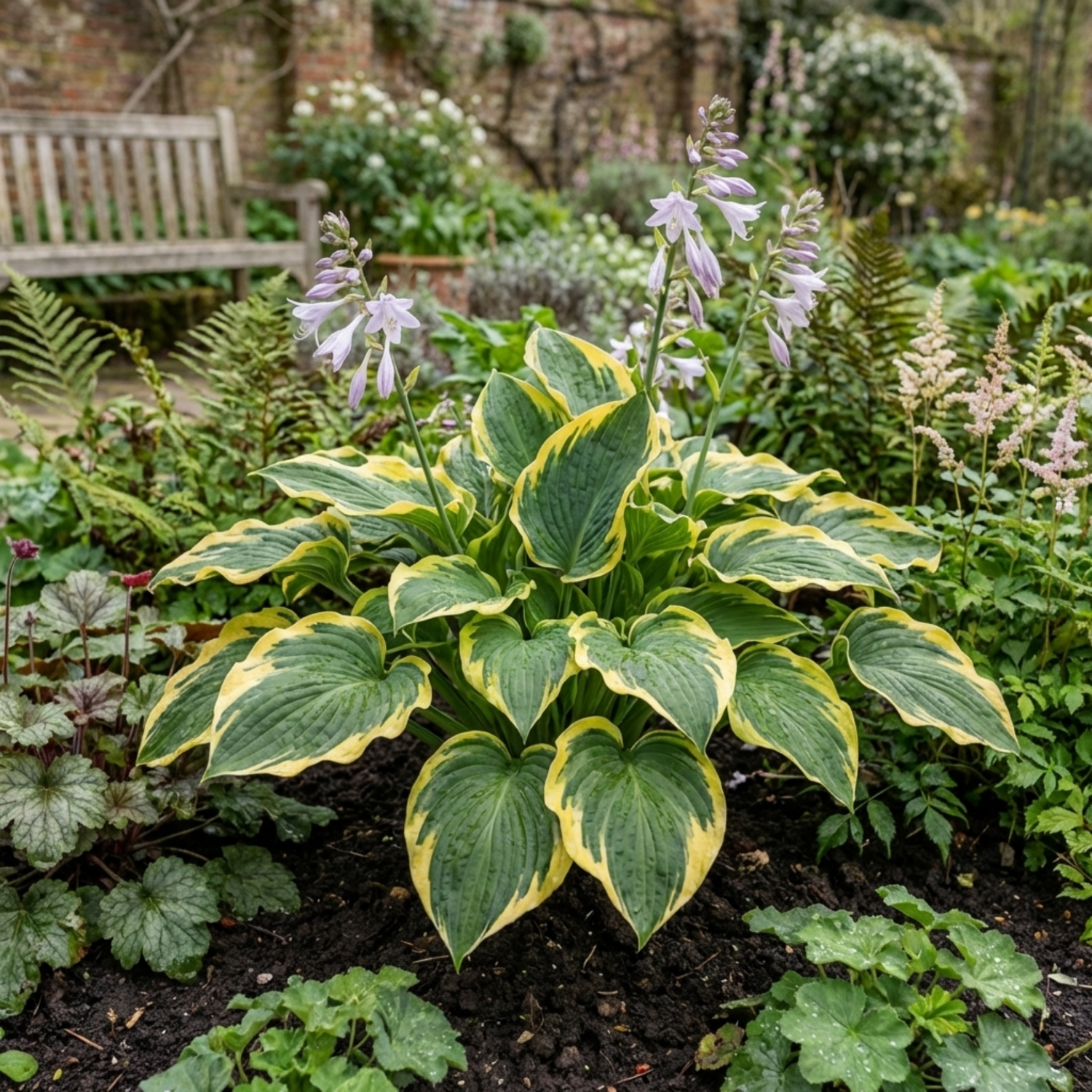 Set of 3 or 6 Large Hosta Plants - Atlantis Plantain Lily, Ready to Plant in Your Garden, 1L