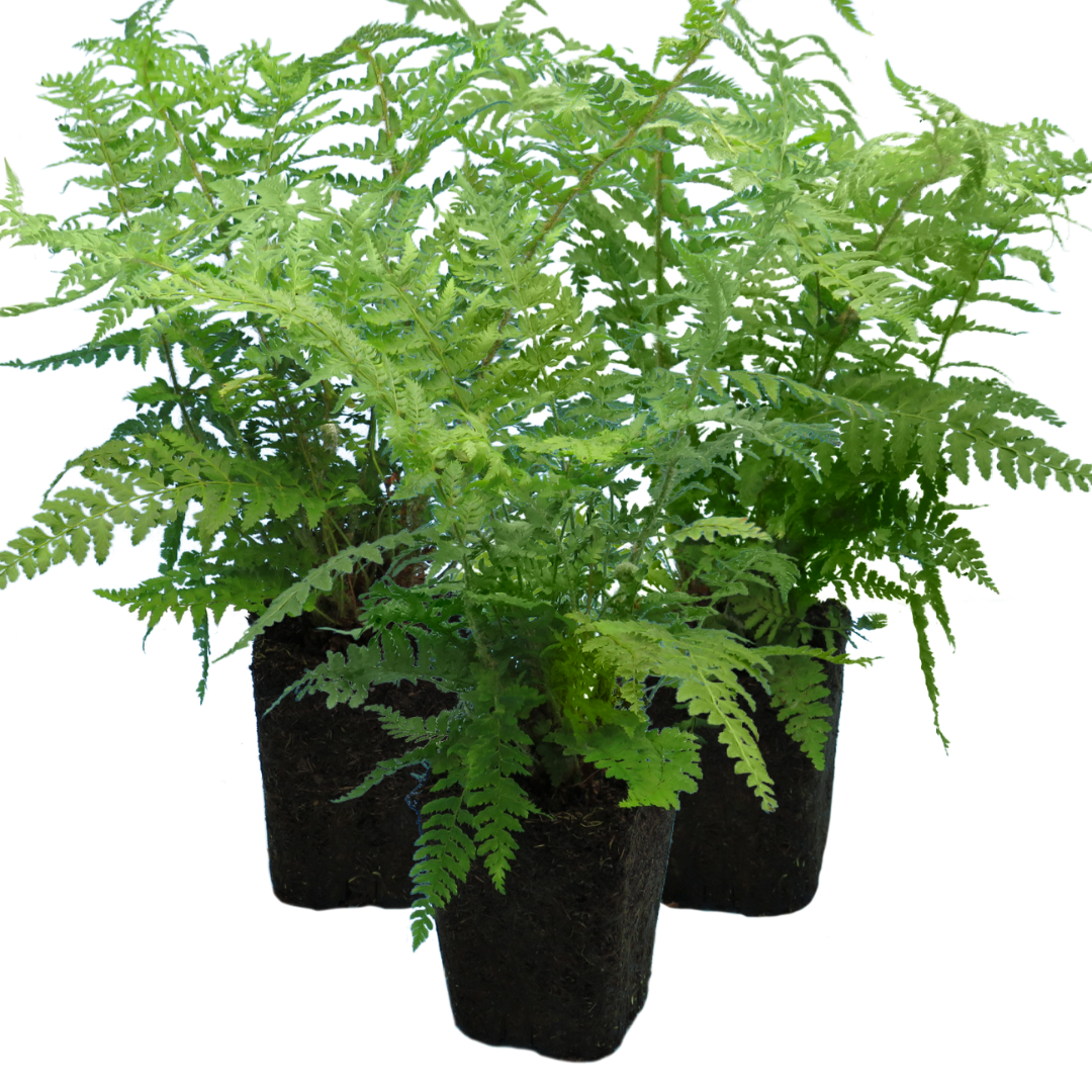 Shield Fern