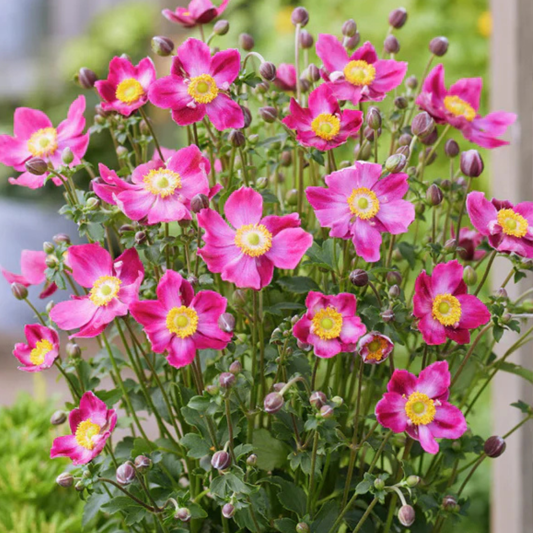 Anemone Fantasy Ariel