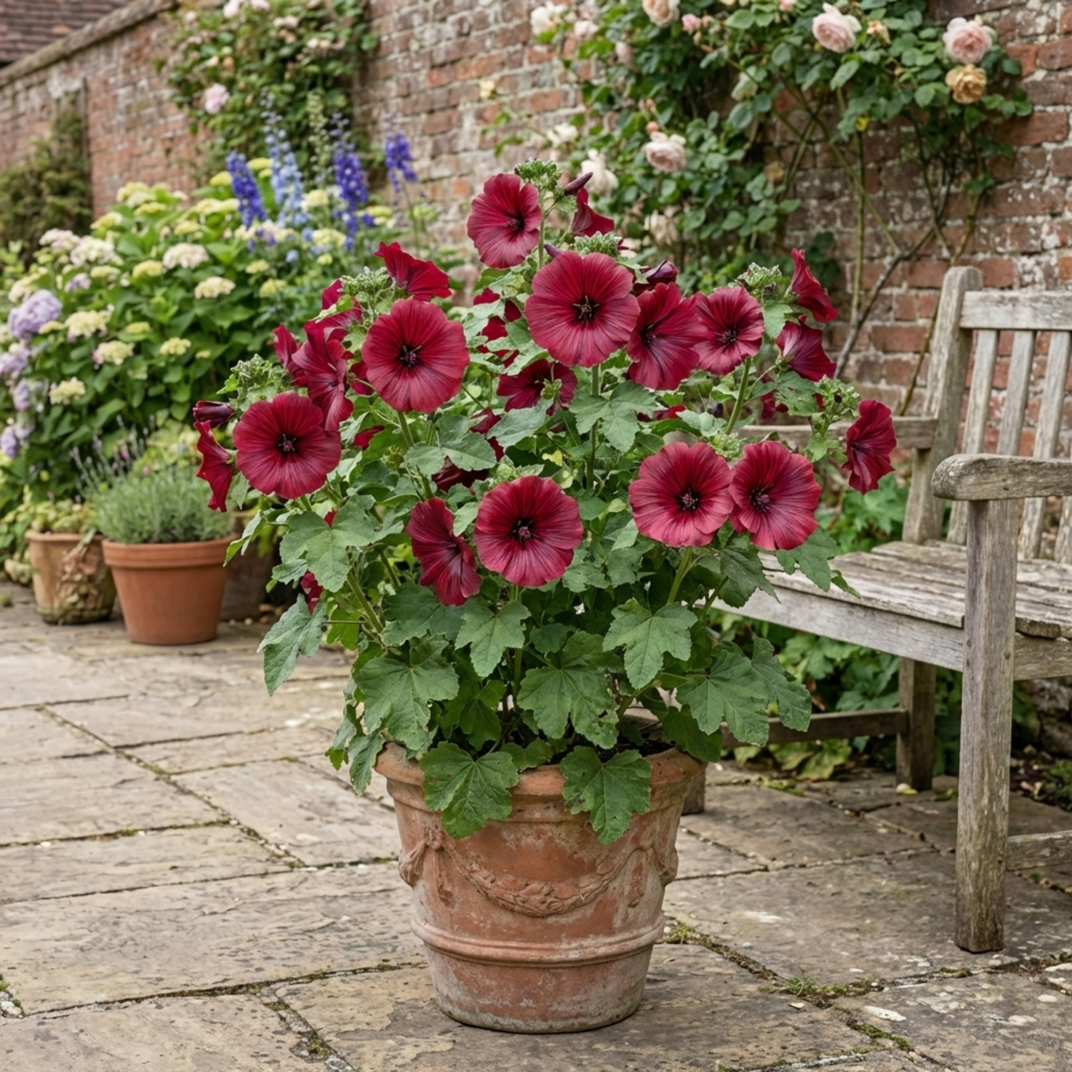 1 Lavatera Burgundy Wine Tree Mallow, Hardy Perennial Flowering Shrub for Cottage Garden, 2L Root-Ball