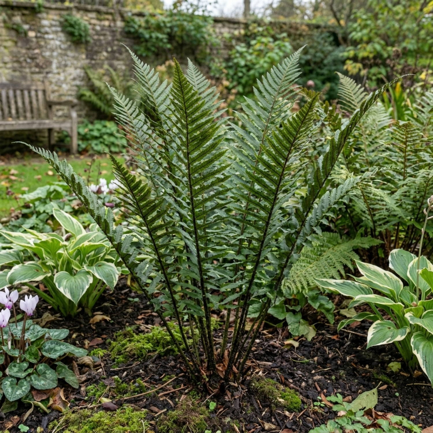 6 Shield Fern Dryopteris Atrata Hardy Perennial Plants, Outdoor Garden Ready, 1Ltr Root-Ball