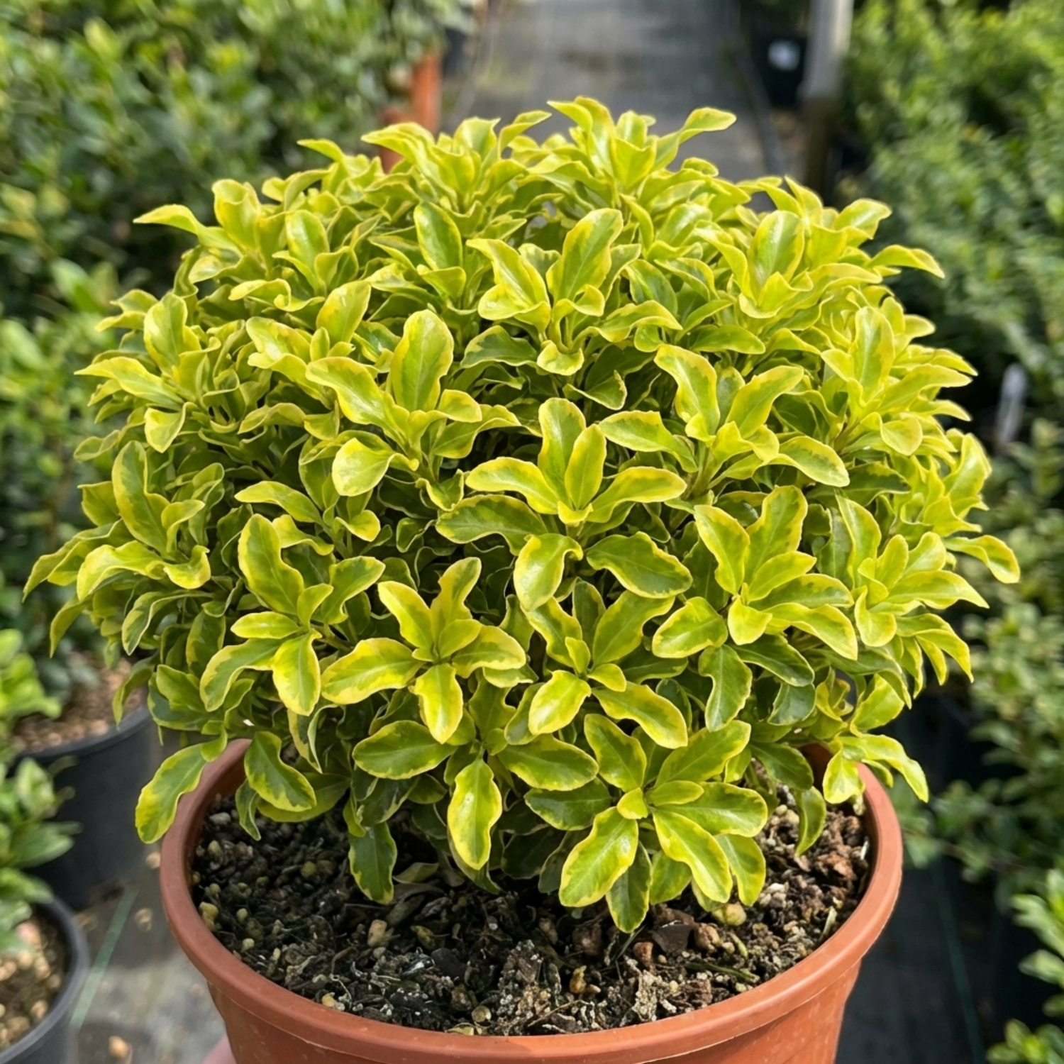 1 Pittosporum Tenuifolium Golden Ball, Hardy Evergreen Shrub for Garden, 3 Litre Root Ball