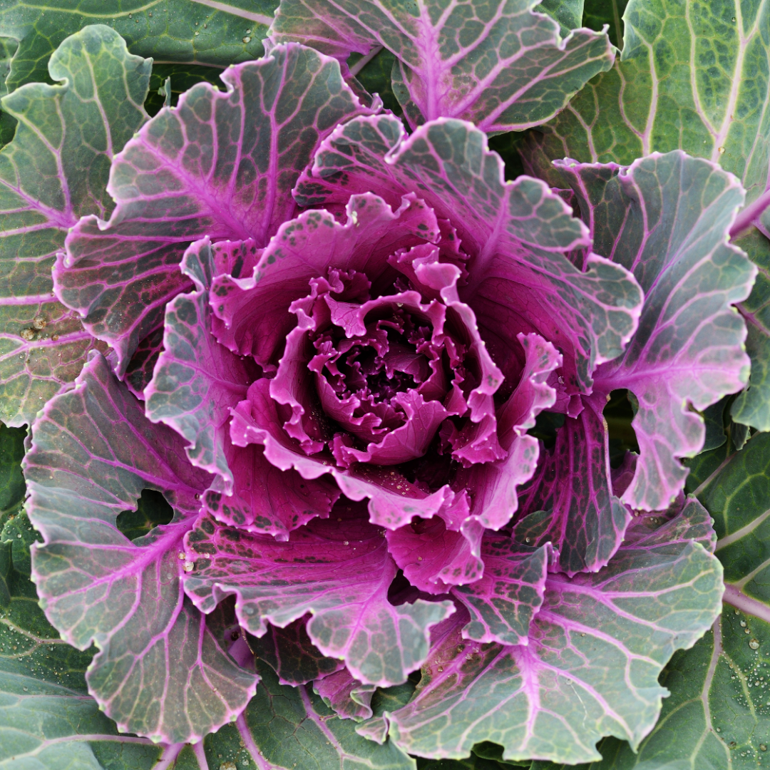 Ornamental Cabbage Red