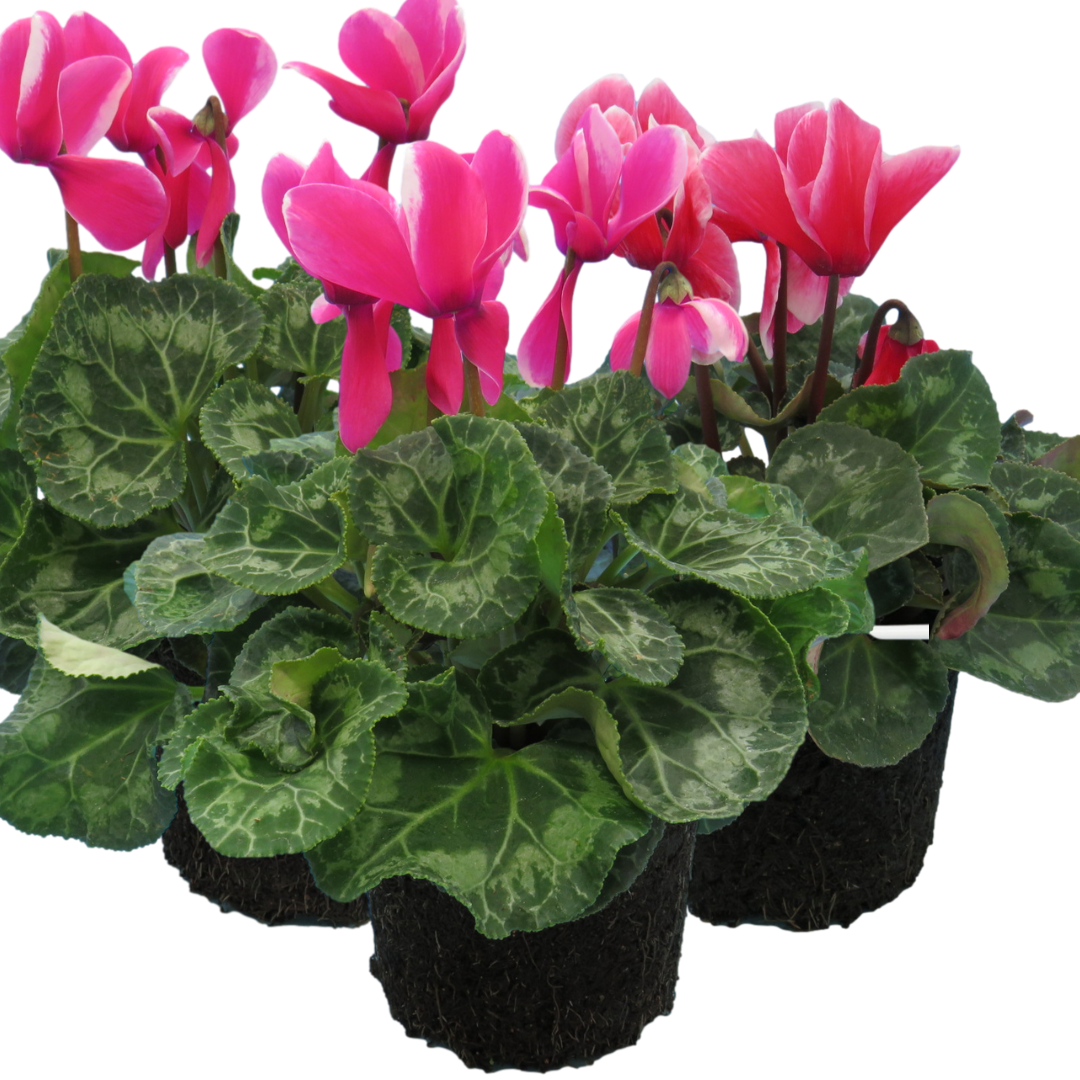 Large Cyclamen Bicolour Growers Selection