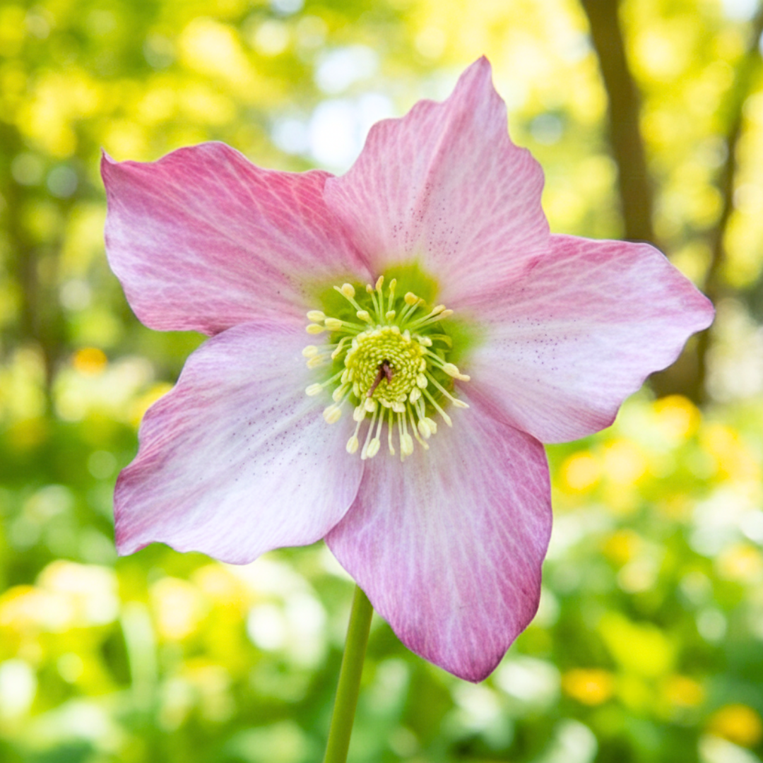 Hellebore Rosemary