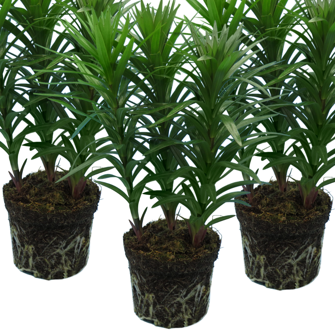 Set of 3 or 6 Large Garden Lily Plants - Asiatic Lily Red, Ready to Plant in Your Garden